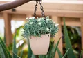 Pflanzen für Dich Staude Delosperma congestum White Nugget, 1 St., Mittagsblume, Eiskraut