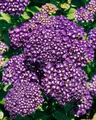 Hydrangea macrophylla 'Hamburg', Hortensie, rosa, 30–40 cm