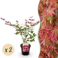 Japanischer Ahorn Acer palmatum Beni Maiko Rot ⌀19cm ↕70cm