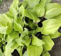 Funkie One Mans Treasure - Hosta Hybrid