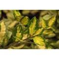 Elaeagnus Pungens Maculata Silberbeere Gelb-Grün 150–175 cm