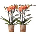 Kolibri Orchids Combi Deal von 2 Orange Phalaenopsis Orchideen Bozen Topfgröße 9cm