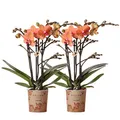 Kolibri Orchids | COMBI DEAL von 2 orange Phalaenopsis Orchideen - Bozen - Topfgröße Ø9cm blühende Zimmerpflanze - frisch vom Züchter