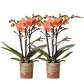 Exotenherz Zimmerpflanze COMBI DEAL von 2 orange Phalaenopsis Orchideen Bozen Topfgröße 9cm