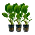 AquaOne Aquarium Pflanzen Vordergrund Aquariumpflanzen Set 3 Stück Wasserpflanze Aquarienpflanzen Set