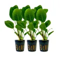 Aquaone Wasserpflanze Aquarium Pflanze 3 Stück Anubias heterophylla Topf Nr.302