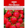 Dürr Samen Erdbeeren Florian F1 Saatgut