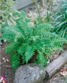 Pflanzen für Dich Gräser Dryopteris atrata, 1 St., Schwarzschuppiger Wurmfarn, immergrün, schattenverträglich