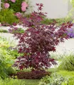 BALDUR Garten 1x Japanischer Ahorn 'Burgund', Pflanze im 12 cm-Topf, Ahornbaum, rote Blätter, winterhart, sehr pflegeleicht, Acer palmatum atropurpureum, Fächerahorn-Rarität
