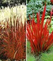 BALDUR Garten 4er Rote Gräser-Kollektion, Pflanzen mit 9x9 cm Topfballen, Ziergras Indian Summer, Chinaschilf und Ziergras Red Baron, Imperata cylindrica, winterharte Stauden, mehrjährig, blühend