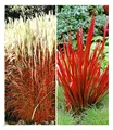 BALDUR Garten 4er Rote Gräser-Kollektion, Pflanzen mit 9x9 cm Topfballen, Ziergras Indian Summer, Chinaschilf und Ziergras Red Baron, Imperata cylindrica, winterharte Stauden, mehrjährig, blühend