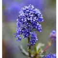 Säckelblume Blue Sapphire 20-30cm - Ceanothus impressus