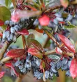 Großblättrige Berberitze 20-25cm - Berberis julianae