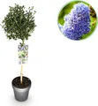 Säckelblume Ceanothus impressus Victoria Ø19cm Höhe90cm – Immergrüne Terrassenpflanze mit lila Blüten – Winterharter Zierstrauch für Balkon & Garten