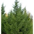 Chinesischer Wacholder Keteleeri 100-125cm - Juniperus chinensis