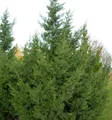 Chinesischer Wacholder Keteleeri 100-125cm - Juniperus chinensis