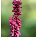 Kerzenknöterich Taurus - Persicaria amplexicaulis