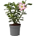 Wüstenrose - Adenium obesum 'Pink Star' - Höhe 30-45cm - ⌀13cm - Rosa