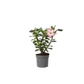 Plant in a Box - Adenium Obesum - Adenium Pink Star - Wüstenrose - Topf 13cm - Höhe 30-40cm - Zimmerpflanzen