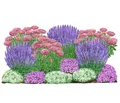 Bio Stauden-Set Terrassenglück Landlust Kollektion 12 Pflanzen 5-20 cm, Dehner