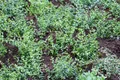 Pflanzen für Dich Bodendecker Euonymus fortunei Minimus, 1 St., Kriechspindel, Spindelstrauch, kleinblättrig, immergrün
