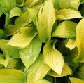 Funkie Gold Standard - Hosta fortunei