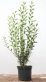 Ligustrum vulgare 'Atrovirens' 100-125 cm – Winterhart, Mehrjährig, Pflegeleicht – Gewöhnlicher Liguster – Heckenpflanze für Garten & Sichtschutz