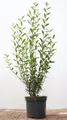 Pflanzen für Dich Gehölze Ligustrum vulg. Atrovirens, 1 St., Gewöhnlicher Liguster, Heckenliguster, Liguster
