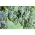 Humulus Lupulus Hersbrucker Hopfen 60–100 cm