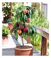 BALDUR Garten Zwerg-Pfirsich "Bonanza", 1 Pflanze, köstliche - rote essbare Früchte Pfirsichbaum, Zwergform, duftende Blüten, winterhart, Prunus persica