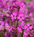 Pechnelke Splendens - Lychnis viscaria