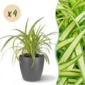 Zimmerpflanze - Chlorophytum comosum Variegatume Graslilie - 4x pot grau - ⌀12cm