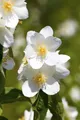 Philadelphus 'Belle Etoile', Duftjasmin, weiß, 40–60 cm