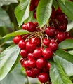 BALDUR Garten 1x Säulen-Süßkirschen 'Sylvia®', Pflanze im 3 Liter-Topf, Kirschbaum, Prunus avium, Säulenobst, winterhart, platzsparende Säule für kleine Gärten, Balkone & Terrassen