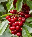 BALDUR Garten Obstpflanze Säulen-Süßkirsche 'Sylvia®', 1 St., Säulenkirschen, winterhart, mehrjährig, pflegeleicht, robust