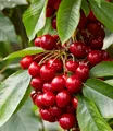 Säulen-Süßkirschen 'Sylvia®', Kirschbaum 1 Pflanze