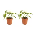 Bloomique - 2er Set - Monstera adansonii Variegata - Monkey Leaf - Fensterblatt - Luftreinigende Zimmerpflanzen - Monstera Pflanze - Kletterpflanzen Zimmer – Höhe 20-25 cm - Topf 12 cm