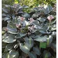 Funkie Touch of Class - Hosta cultorum