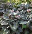 Funkie Touch of Class - Hosta cultorum