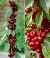 BALDUR Garten 2er Säulen-Kirschen 'Sylvia® & Helena®', Pflanzen im 3 Liter-Topf, Säulenobst, Kirschbaum winterhart, platzsparende Säulen für kleine Gärten, Balkone & Terrassen, Prunus avium