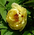 Strauchpfingstrose Hai Huang - Paeonia suffruticosa
