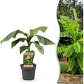 GreenboutiQ - Obstpflanze - Japanische Bananenpflanze Winterhart - Musa Basjoo - Winterhart - Topf 21cm Höhe 70-90cm