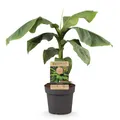 GreenboutiQ - Obstpflanze - Japanische Bananenpflanze Winterhart - Musa Basjoo - Winterhart - Topf 21cm Höhe 70-90cm