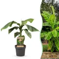 Obstpflanze Japanische Bananenpflanze Musa Basjoo ⌀21cm ↕70-90cm