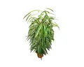 Exotenherz Zimmerpflanze Ficus binendijkii Alii langblättrige Birkenfeige Königssäule 17cm Topf