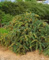 Pflanzen für Dich Gehölze Berberis candidula Jytte, 1 St., Berberitze
