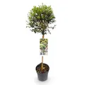 GreenboutiQ - Gartenpflanze - Ligustrum delavayanum - Stamm Pflanze - Terrassenpflanze - Immergrün - Wenig Pflege - Topf 19cm Höhe 90cm