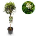 Gartenpflanze Ligustrum delavayanum Stamm Pflanze Terrassenpflanze ⌀19cm ↕90cm