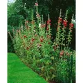 Alcea Ficifolia Stockrose Ca. 9x9 cm Topf