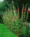 Pflanzen für Dich Staude Alcea ficifolia, 1 St., Stockrose, Feigenblättrige Stockrose